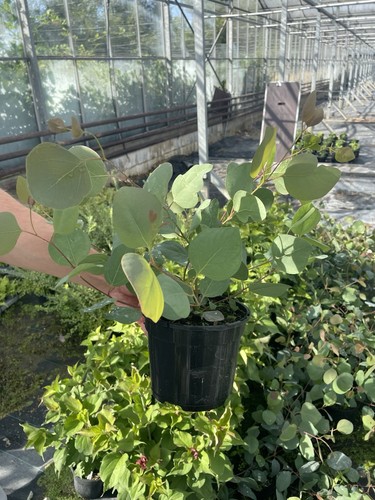 Eucalyptus hardy evergreen - eucalyptus,