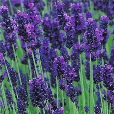 English Lavender Augustifolia 'Hidcote' Perennial Garden Plug Plants - 6 Pack