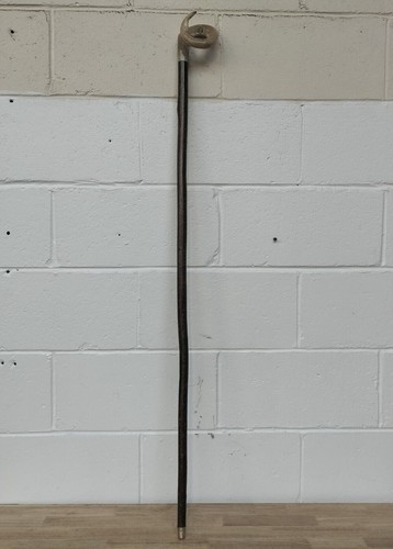 Rams horn curly crook walking - horn,