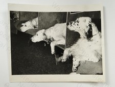 English Setter Dogs Waiting