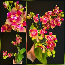 Mini Phalaenopsis Rising Sun