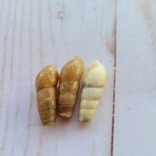 *Rare* Rumina Decolilata