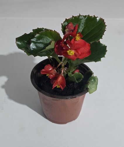 Begonia potted flowering - begonia,