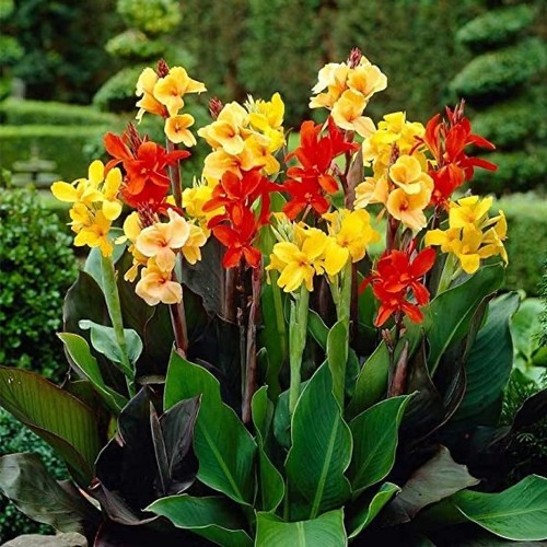 Dwarf canna tropicana - canna,