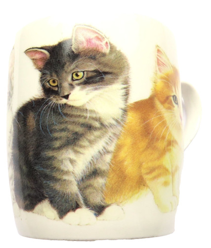 Grey ginger kittens - ginger,