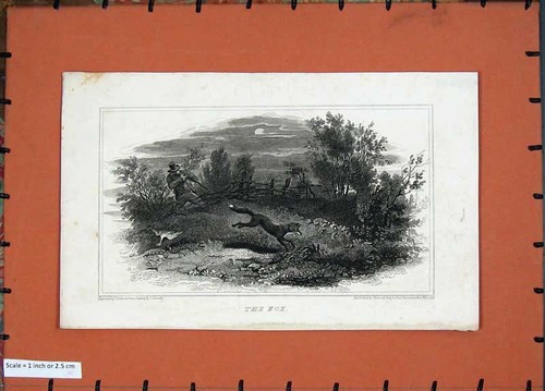 Old antique print fox - old,