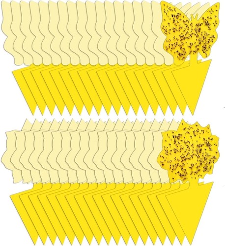 Fruit fly traps for - fruit, indoors