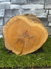 20 Year Air Dried Yew Wood Log