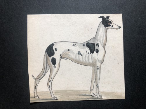Small victorian greyhound - small,