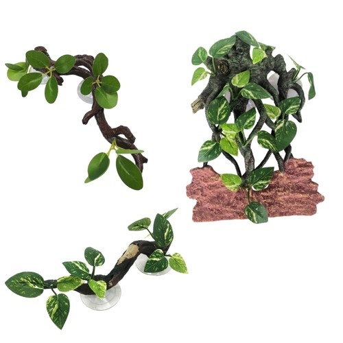 Reptiles corner branch - reptiles, pet