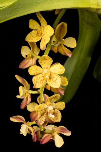 Rare vandopsis gigantea - vandopsis,