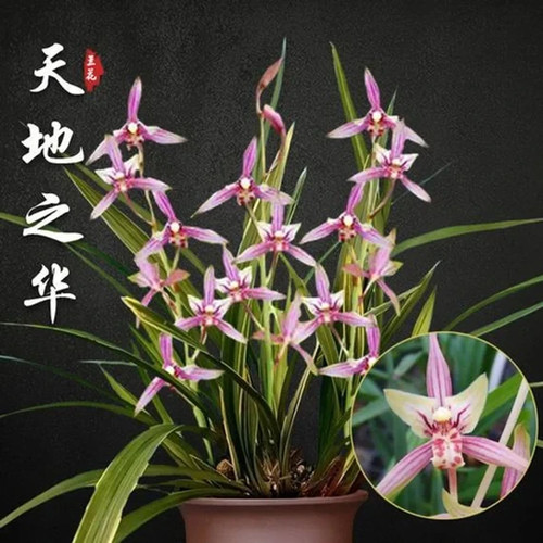Cymbidium ensifolium tian - cymbidium,