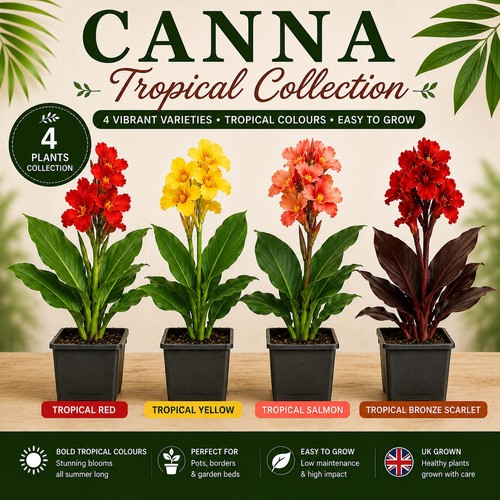Canna tropical collection - canna,