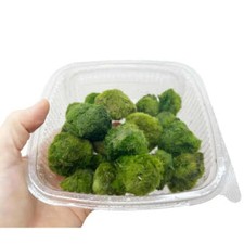 Aquarium Moss Ball Selection -