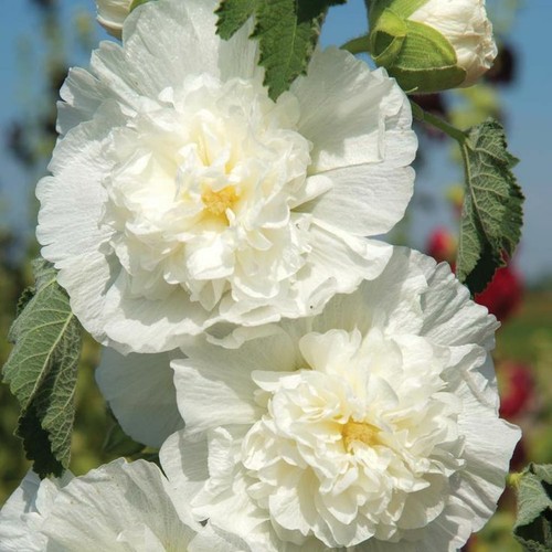 Hollyhock chaters white 110 - chaters,