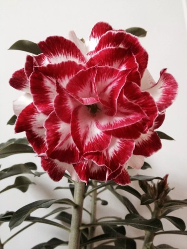 Seeds adenium obesum desert - adenium,