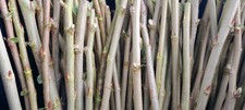 6 x willow cuttings.  White