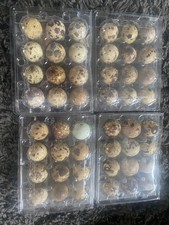 Quail Eggs For Eating X24