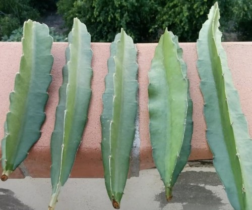 Fresh dragon fruit cuttings - fresh,