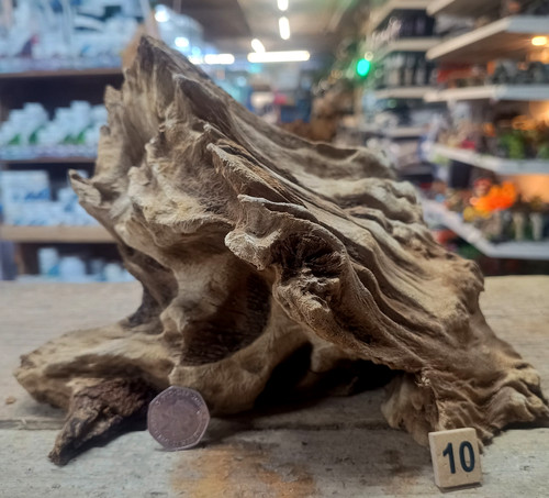 Derwen oak bogwood 44cm - derwen, 21-44cm