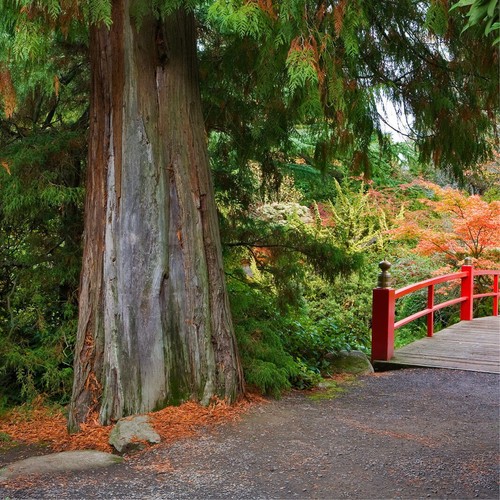 Western red cedar seeds - 50,