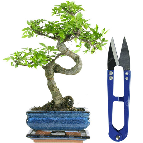 Bonsai chinese elm - chinese, live