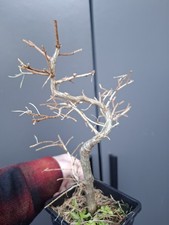 T10 Japanese Larch Bonsai Tree 