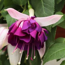 6 Giant Trailing Fuchsia Heri