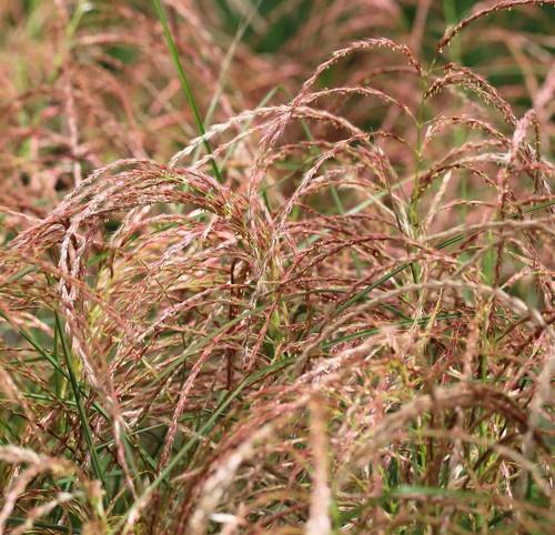 Miscanthus sinensis red - miscanthus,