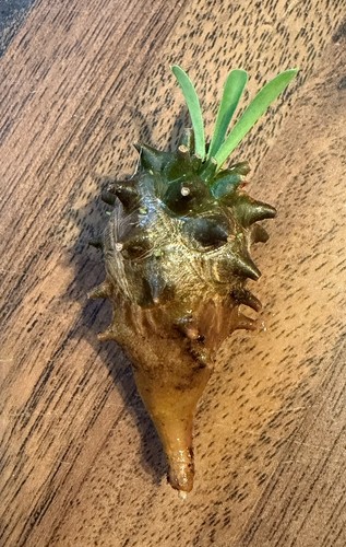 Euphorbia japonica suculent - euphorbia,