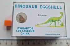 Real Dinosaur Eggshell Fossil