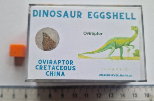 Real dinosaur eggshell - dinosaur,