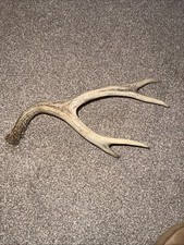 Deer Antlers Natural Antique
