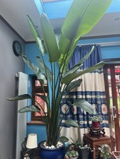 Bird In Paradise Tree In Large Pot