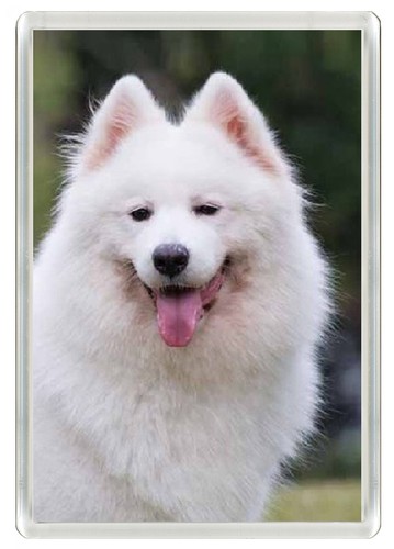 Samoyed dog fridge magnet - fridge,