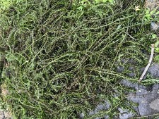 Canadian Pond Weed