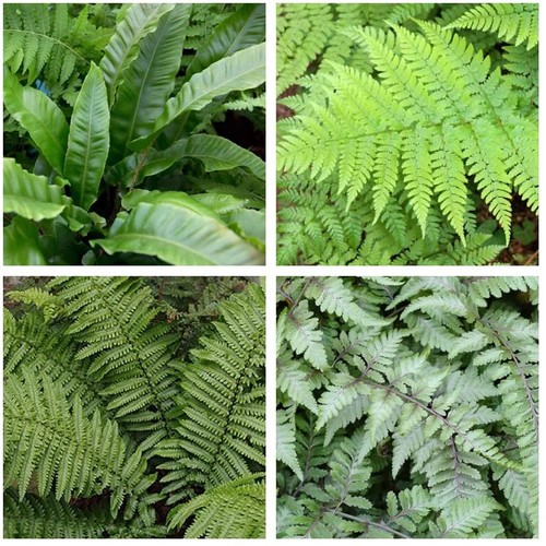 Mixed hardy fern - x,