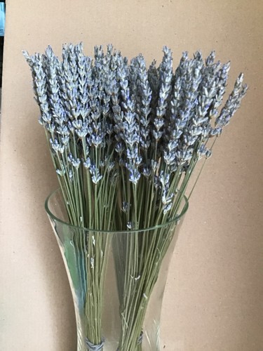 Dried lavender stems - dried,