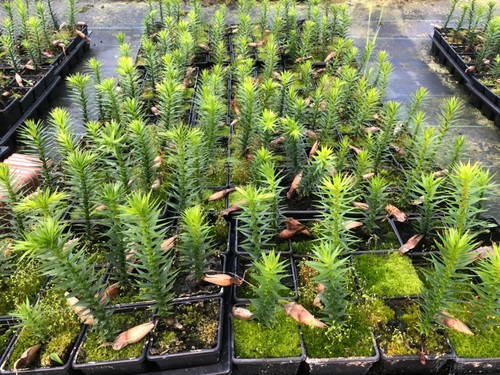 Monkey puzzle tree seedlings - monkey,