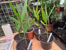 GREEN CARDAMOM -ELLAICHII LIVE