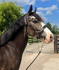 IN-HAND BRIDLE HAVANA BROWN SHETLAND PONY COB FULL BRASS  BUCKLES *FREE POSTAGE*