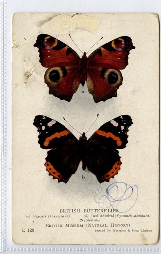 British - (klj5387),
