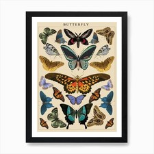 Vintage Butterfly Print Art