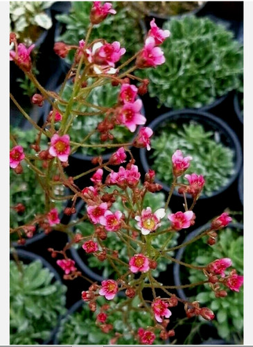 Saxifrage saxifraga hare - saxifrage,