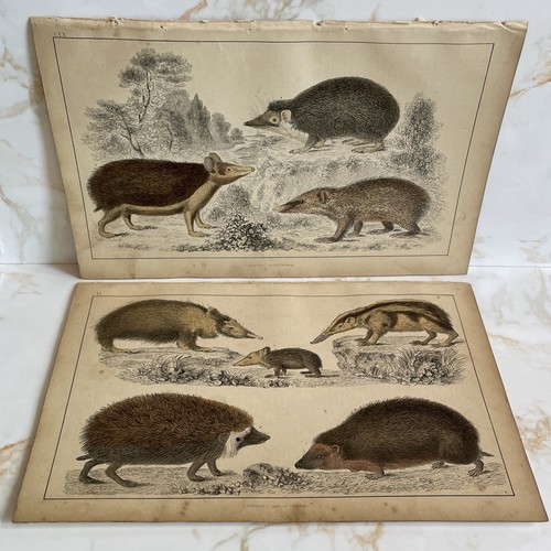 Antique book engraving hand - engraving,