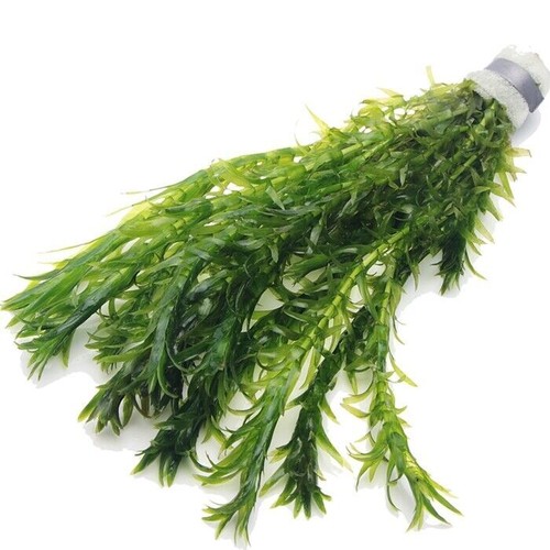 Elodea densa oxygenating - densa,