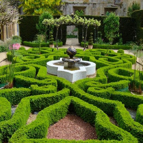 Buxus sempervirens hedging - sempervirens,