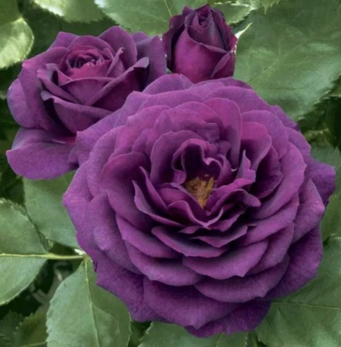 Ebb tide floribunda - ebb,
