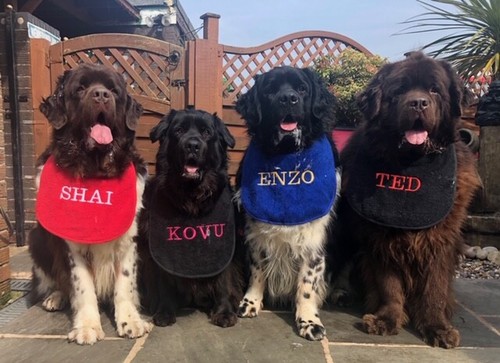 Big dog personalised - big,