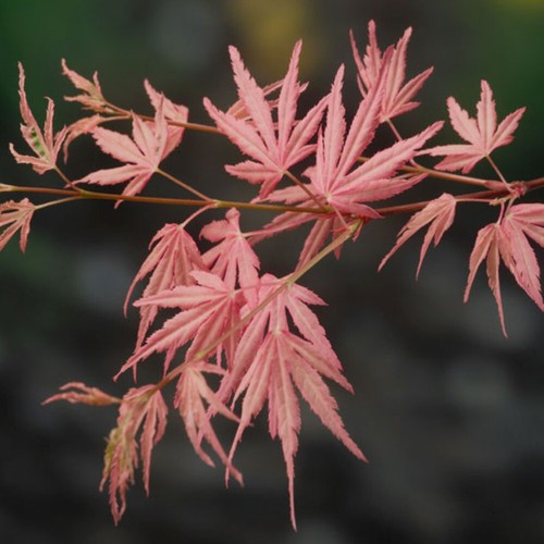 Acer japanese jewel - acer,